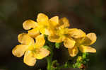 Hairy St. Johnswort